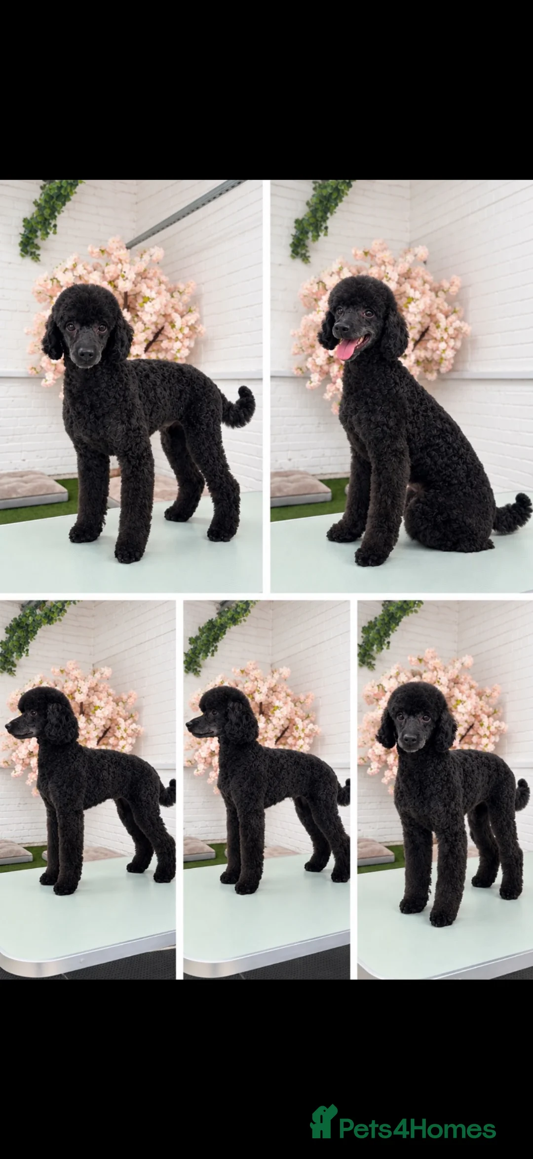 Toy Poodle dogs for sale: Toy poodle  - Advert 2