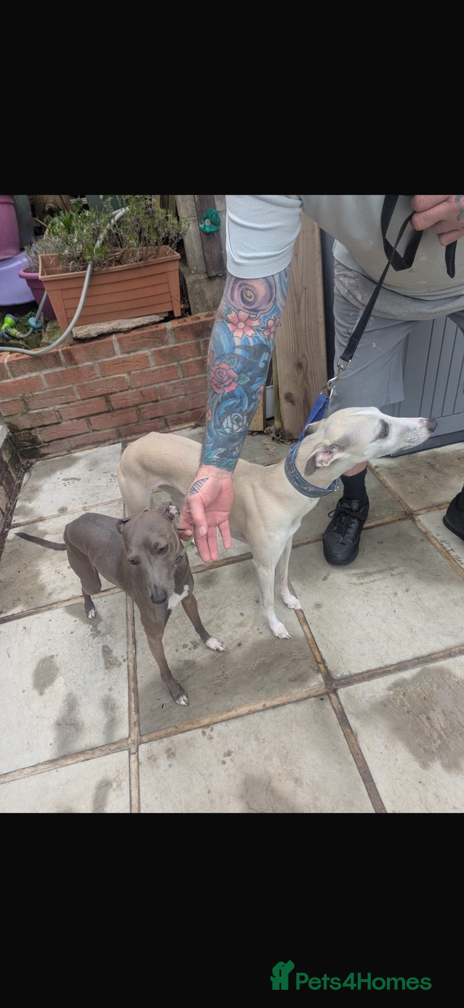 Mixed Breed dogs Whippets/italian greyhound  - Advert 1