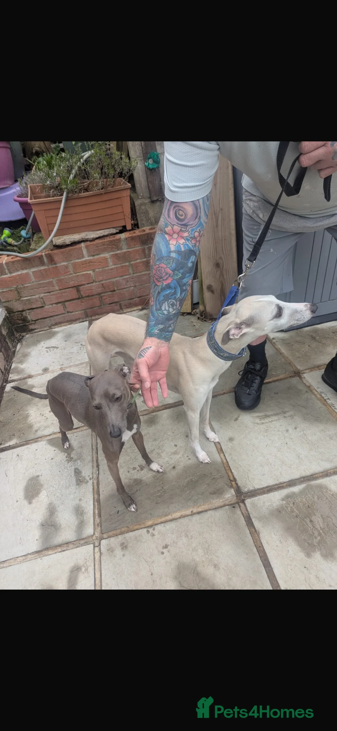Mixed Breed dogs for sale: Whippets/italian greyhound  in Barnsley - Advert 1