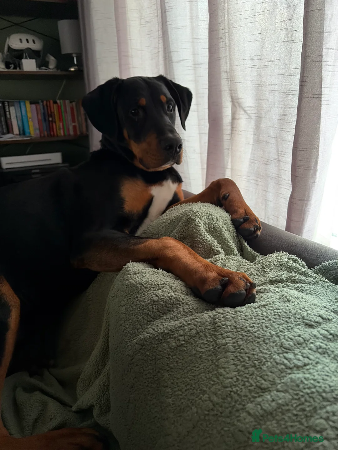 Mixed Breed dogs for sale: Bernese cross Doberman  - Advert 5