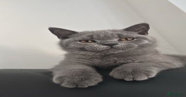 British Shorthair cats in Braintree - Advert 9