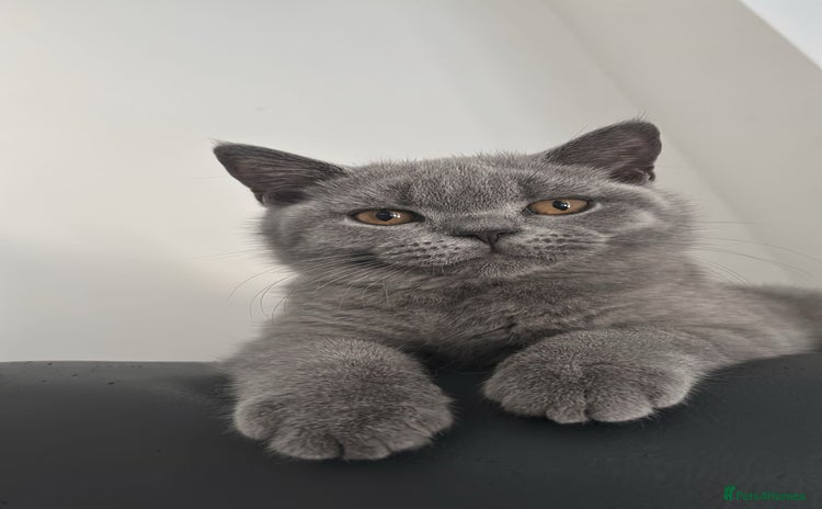 British Shorthair cats in Braintree - Advert 2