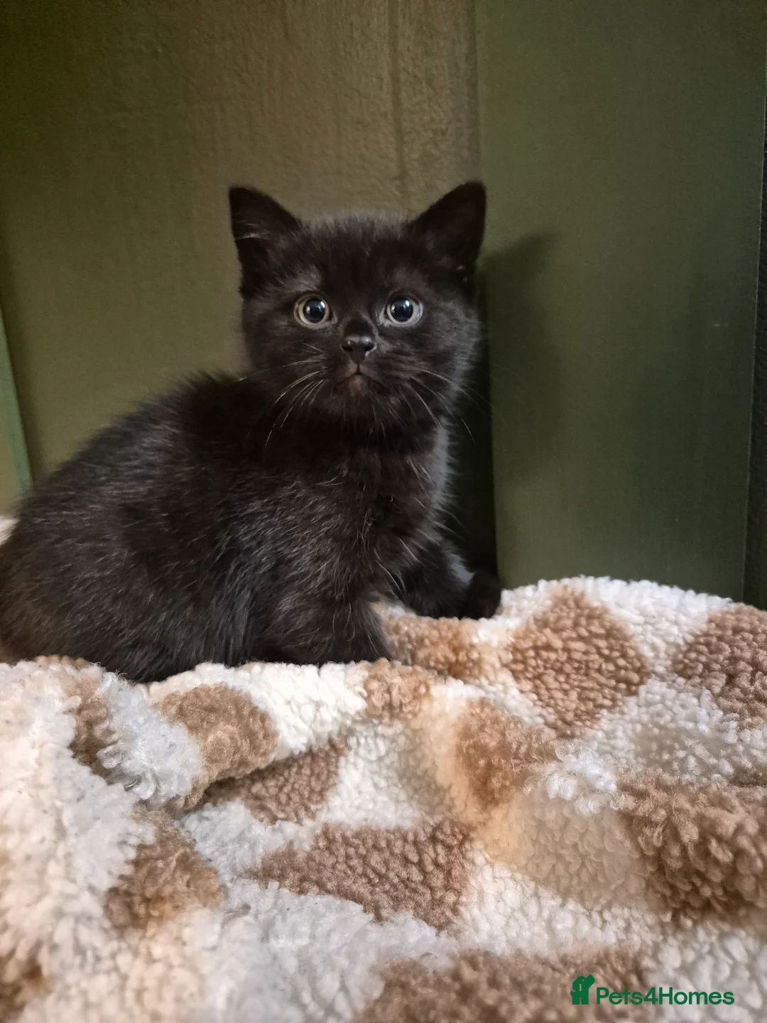 British Shorthair cats for sale: British shorthair  - Advert 2