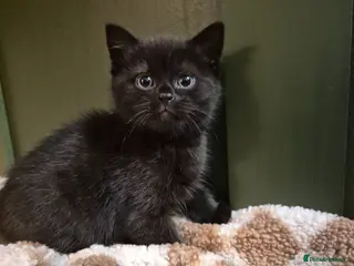 British Shorthair cats British shorthair - Advert 4