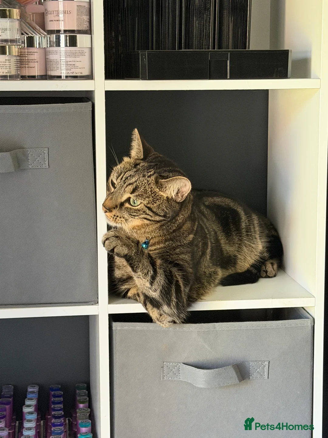 Mixed Breed cats for sale: Tabby male for sale  in Lincoln - Advert 6
