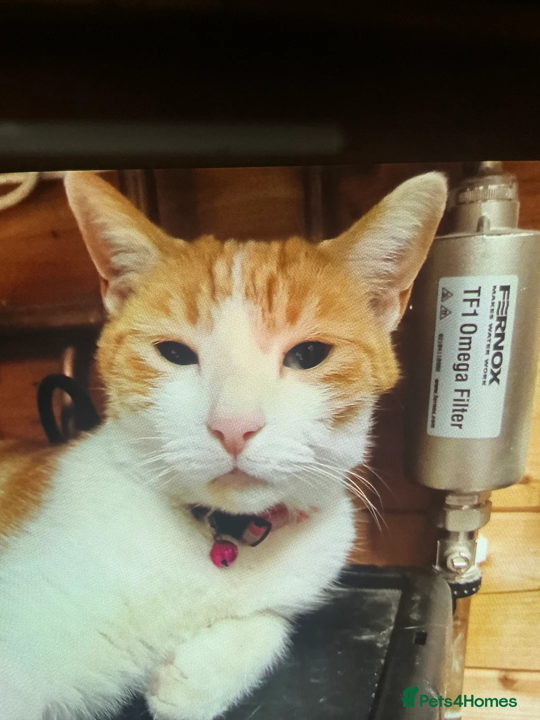 Domestic Shorthair cats for sale: Ginger and white cat for adoption - Advert 3
