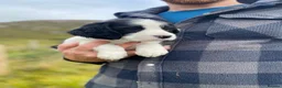 English Springer Spaniel dogs for sale: Springer Spaniel Puppies – 3 Girls Available - Advert 20