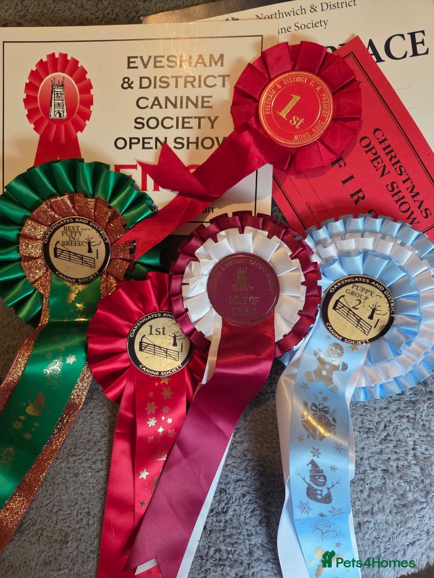 Alaskan Malamute dogs KC registered champion bloodline Malamute puppies  - Advert 2