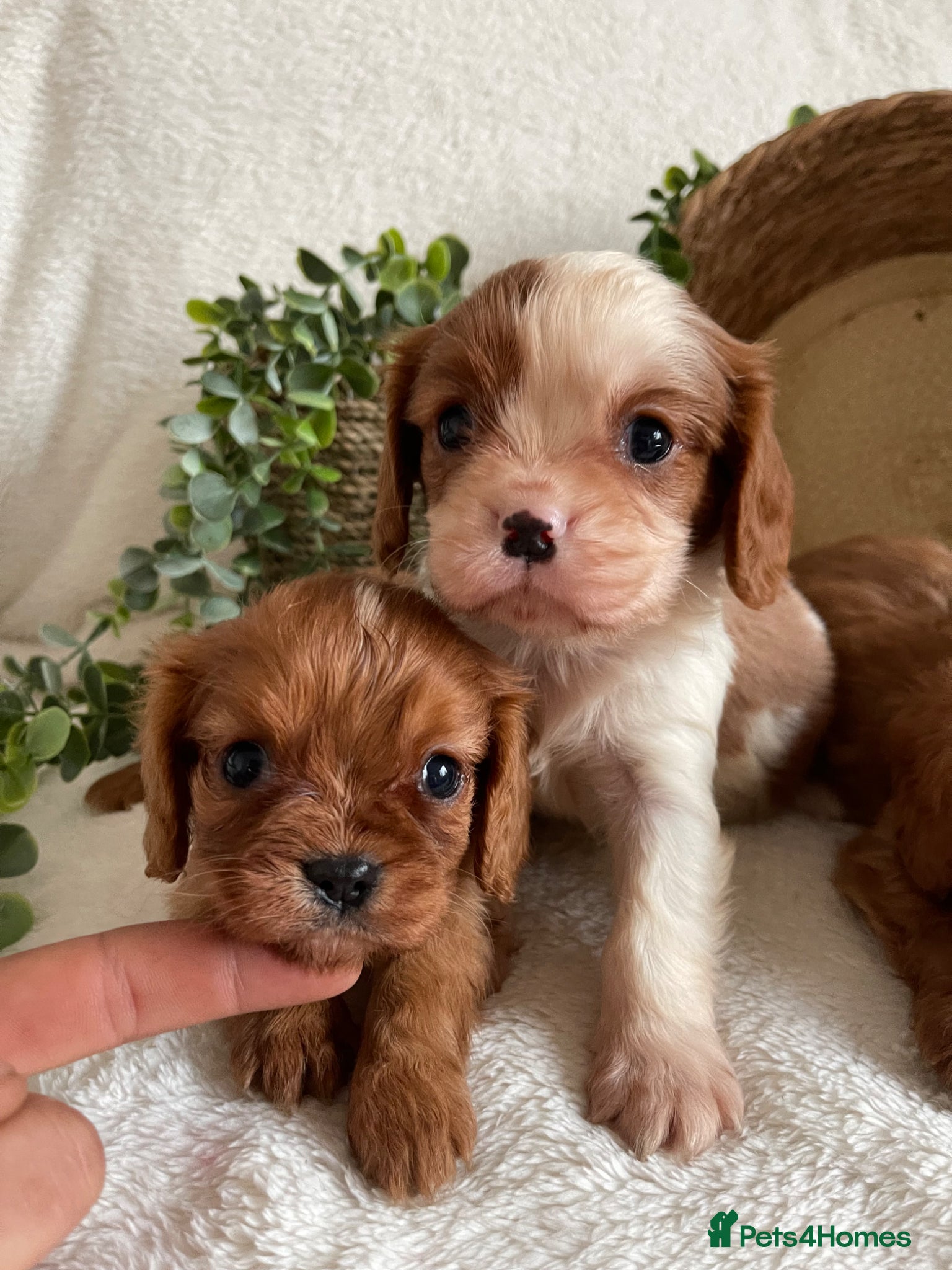 Cavalier King Charles Spaniel dogs EXTENSIVELY DNA TESTED CAVALIERS - Advert 1
