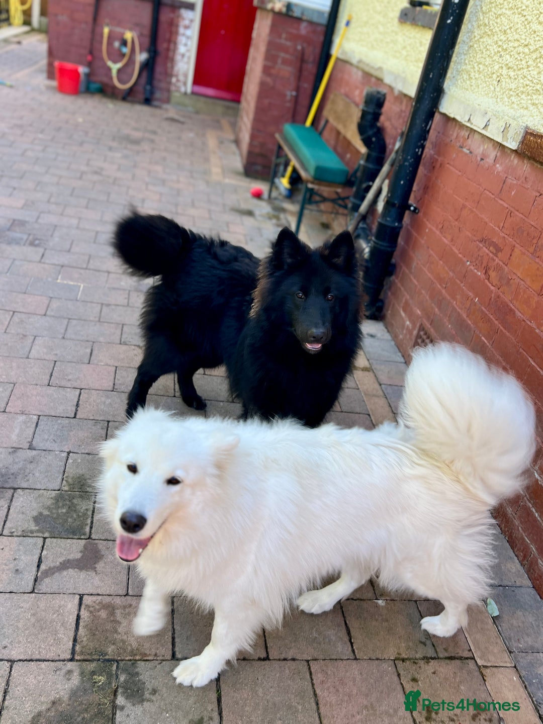 Samoyed dogs for stud: Samoyed x Available at Stud  - Advert 6