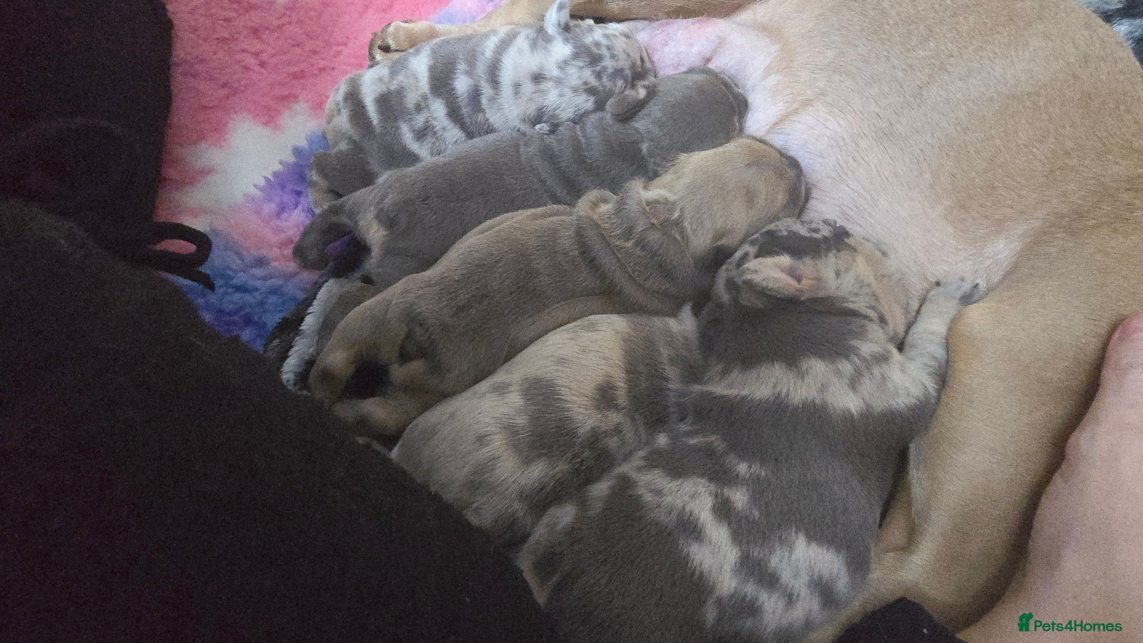 French Bulldog dogs Stunning french bulldog puppies - Advert 1