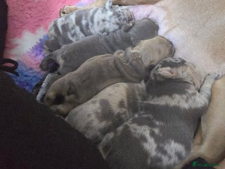 French Bulldog dogs Stunning french bulldog puppies - Advert 1