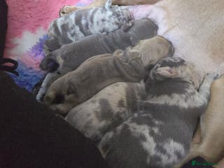 French Bulldog dogs Stunning french bulldog puppies - Advert 14