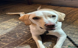 Labrador Retriever dogs for sale: Sweet Labradore retriever  - Advert 1