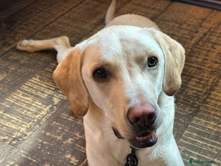 Labrador Retriever dogs Sweet Labradore retriever - Advert 5