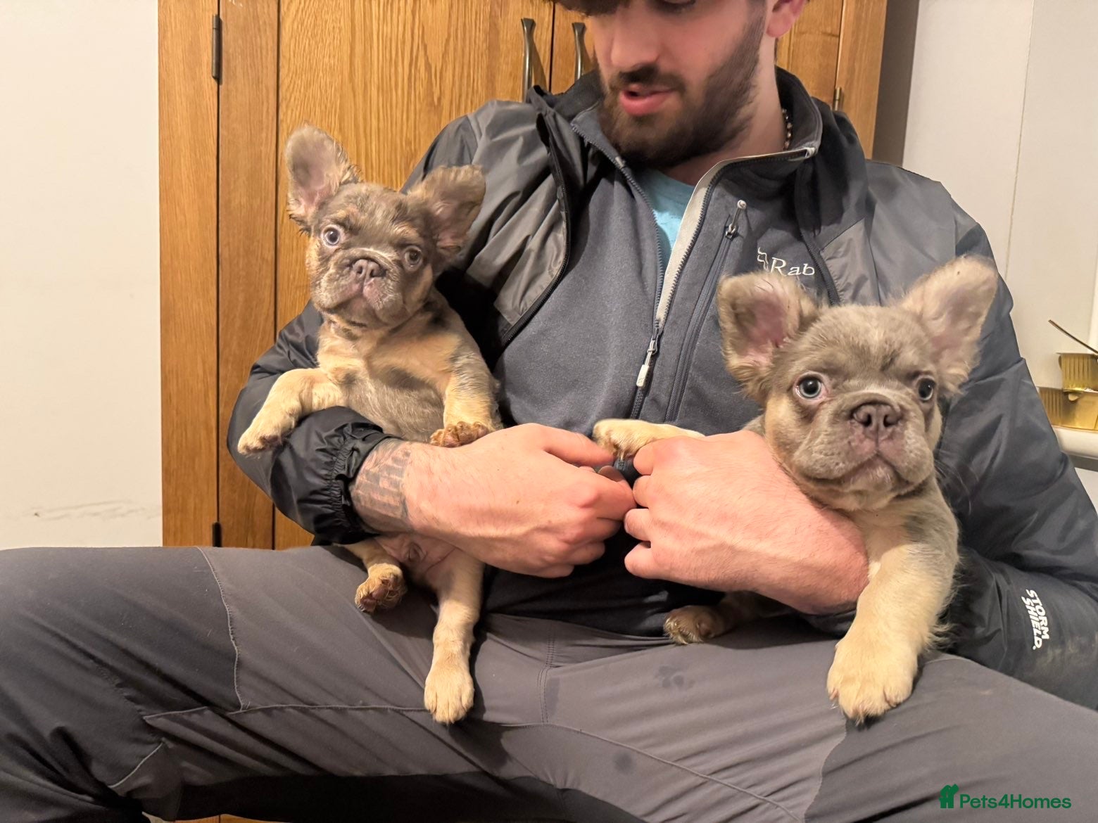 French Bulldog dogs Lilac and tan fluffy French bulldogs  - Advert 1