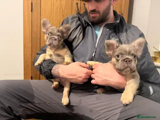 French Bulldog dogs Lilac and tan fluffy French bulldogs - Advert 1