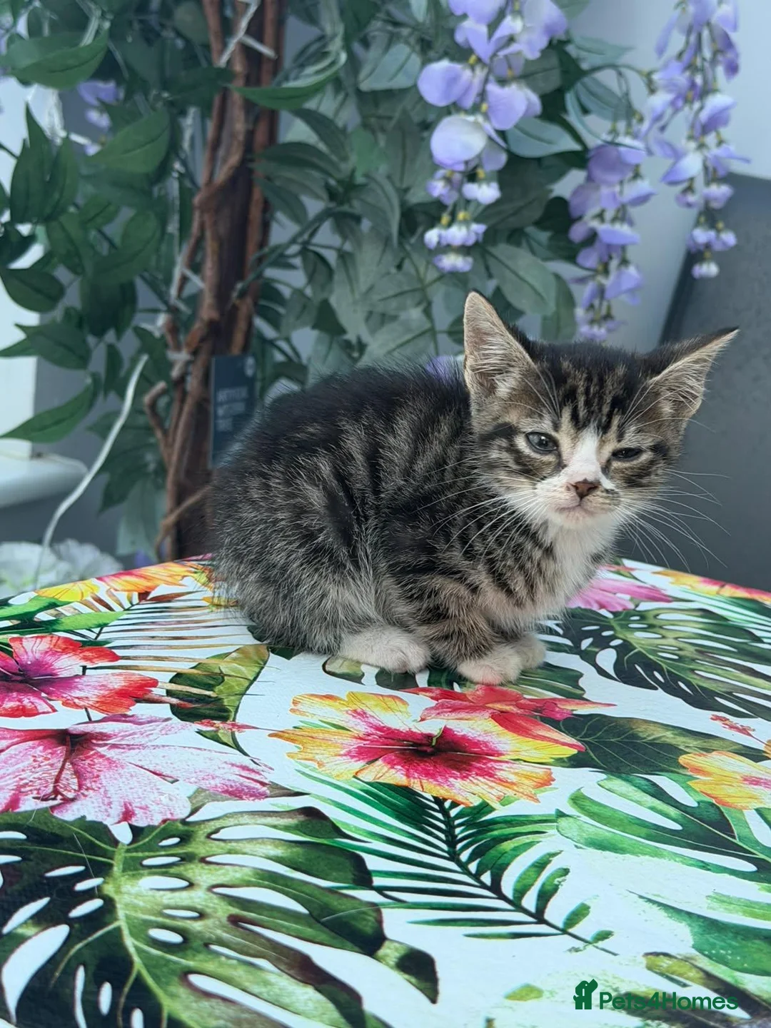 Mixed Breed cats for sale: 2 adorable kitten boys ready to leave home - Advert 2