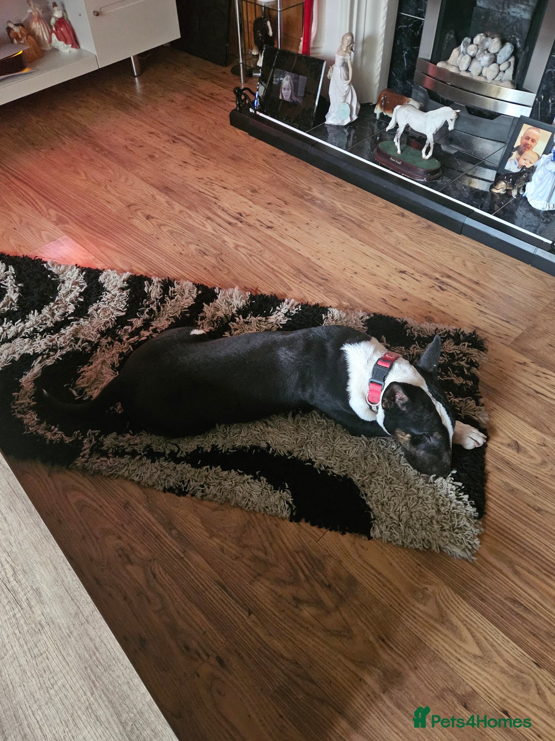 English Bull Terrier dogs for sale: 8 1/2 months old - Image 3