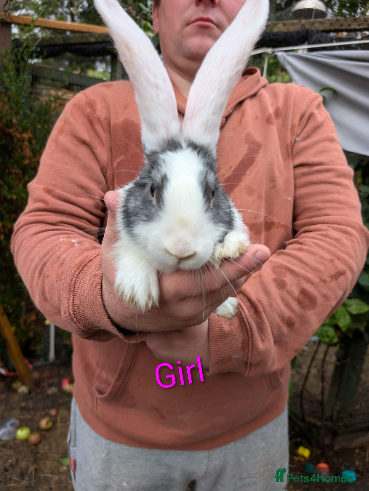 Continental Giant rabbits Continental Giant babies  - Advert 3