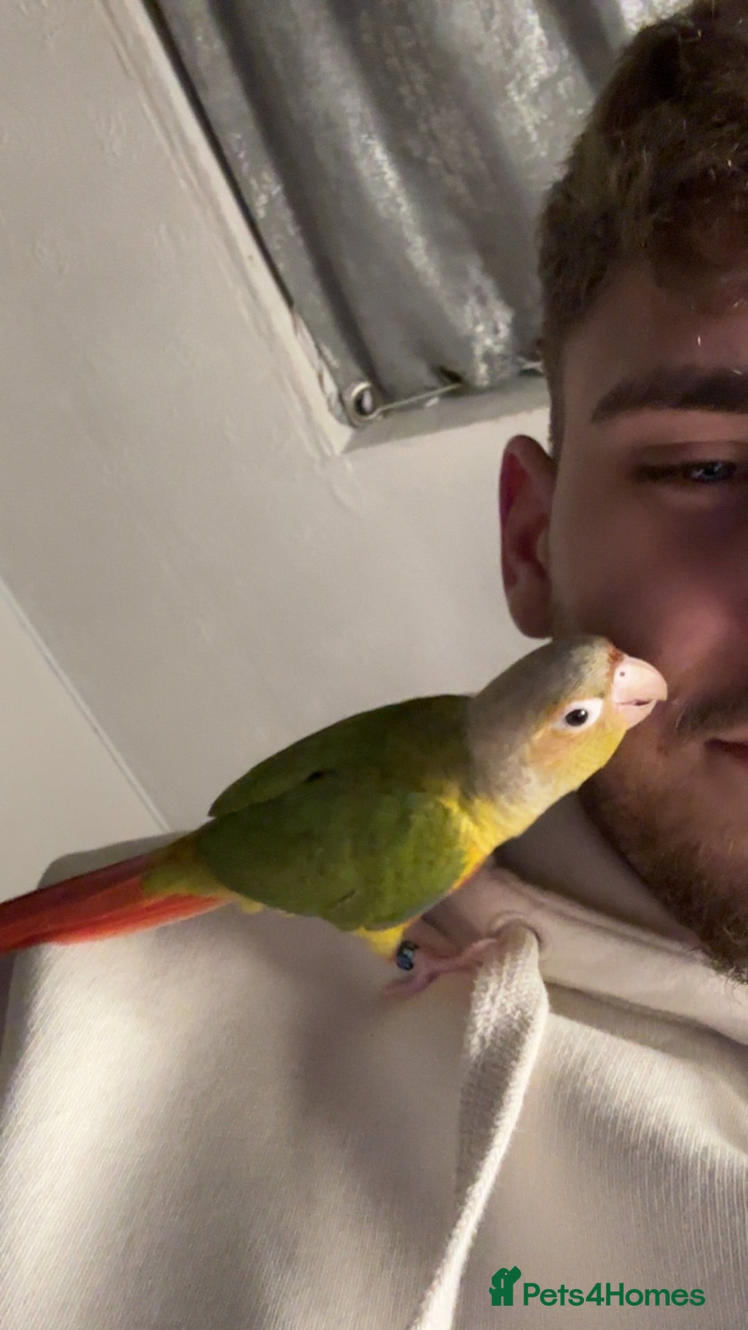 Conures birds for sale: 2 pineapple conures  - Advert 4