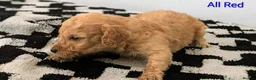 Cavapoochon dogs for sale: PRA Clear genetically DNA Tested Cavapoochons in Towcester - Advert 19