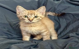 Siamese cats for sale: Last 2 Gorgeous Siamese Boys  - Image 3