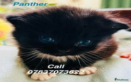 Himalayan cats for sale: Rare Himalayan mix kittens - Image 1