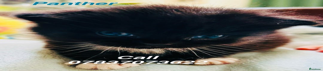 Panther