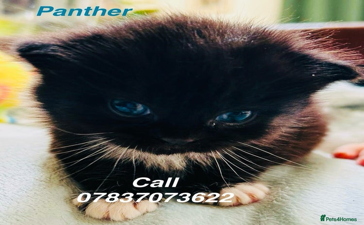 Himalayan cats - Advert 1