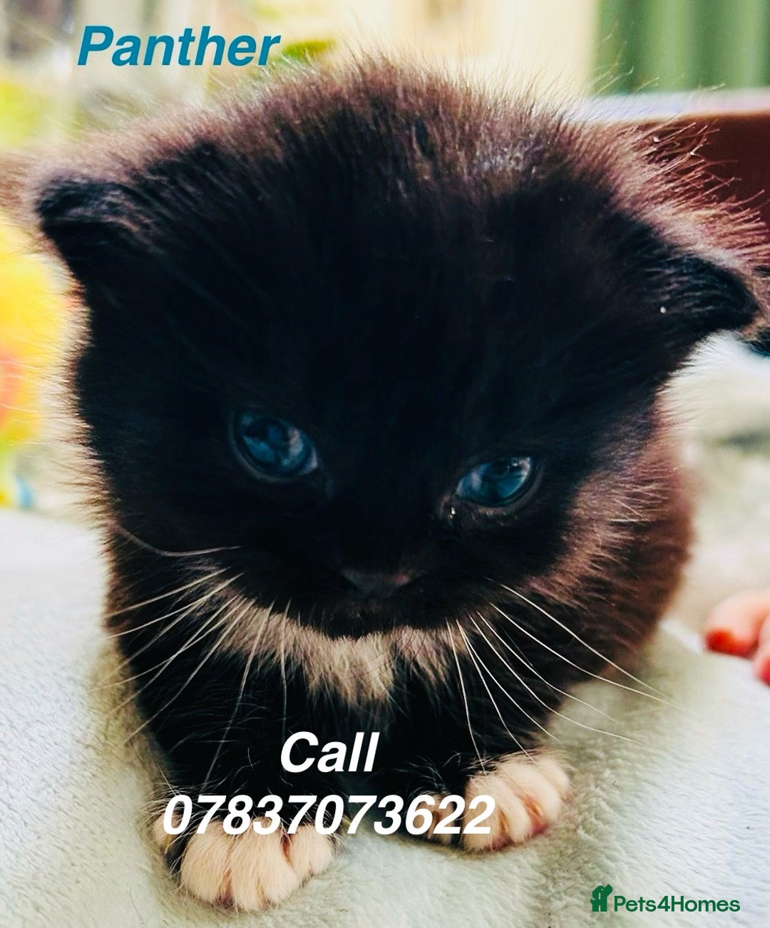 Himalayan cats for sale: Rare Himalayan mix kittens - Image 1