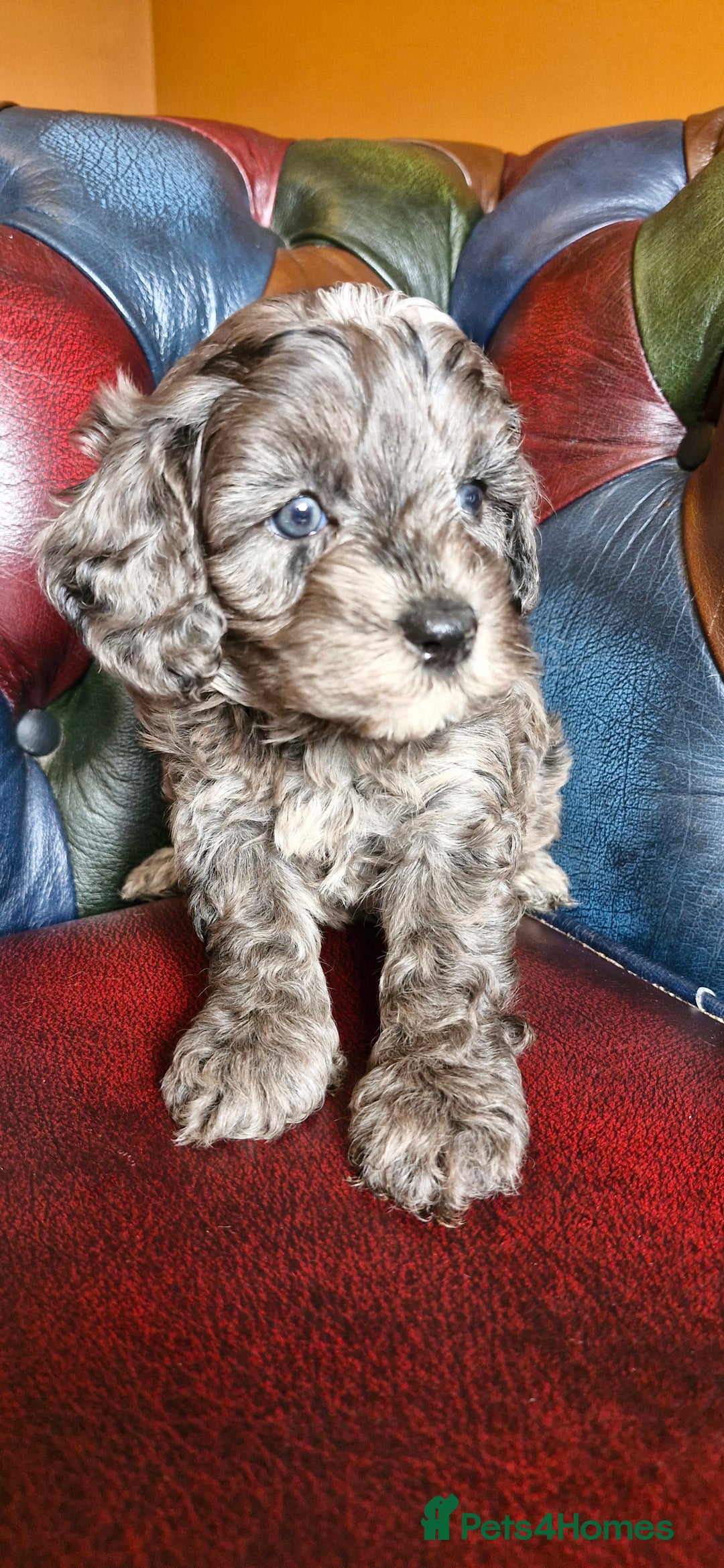 Cavapoo dogs for sale: Gorgeous f1b Cavapoo puppys.Health tested parents  - Image 28