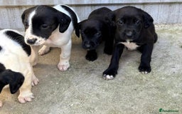 Cocker Spaniel dogs for sale: Cocker Spaniel Puppies  - Image 1