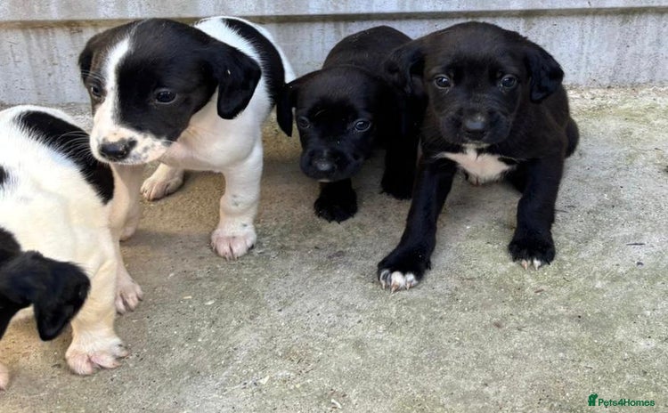 Cocker Spaniel dogs - Advert 15