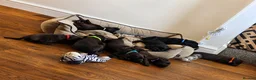 Labradoodle dogs for sale: Beautiful Labrador × Labradoodle Puppies  in Alfreton - Advert 20