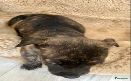Jack Russell dogs for sale: Bob tail jacks  - Image 5