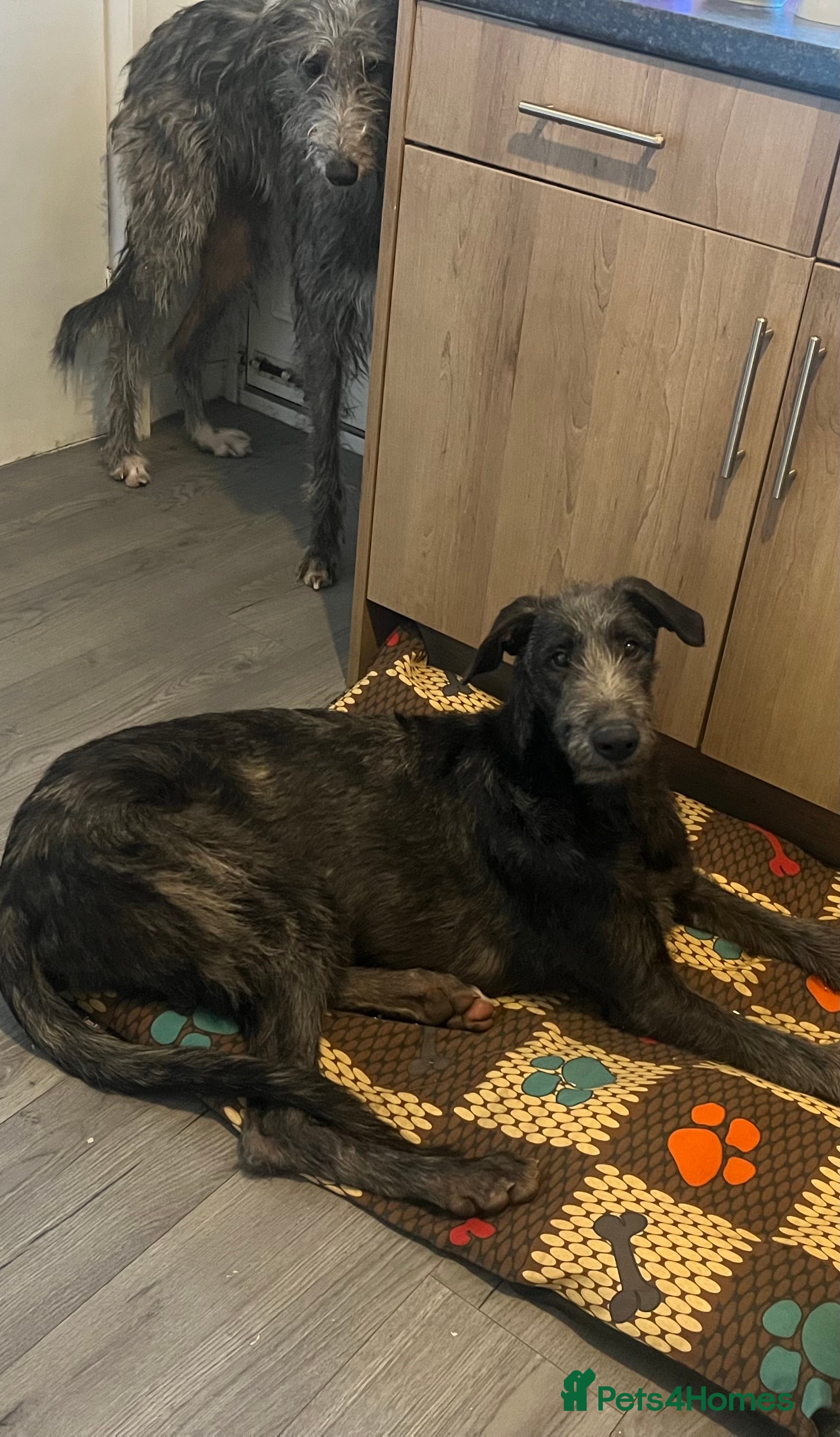 Deerhound dogs Male Scottish deerhound  - Advert 1