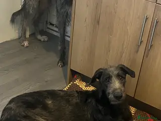 Deerhound dogs Male Scottish deerhound - Advert 1