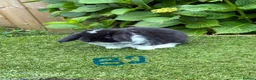 Mini Lop rabbits for sale: Pure bred mini lops baby rabbits. - Advert 5