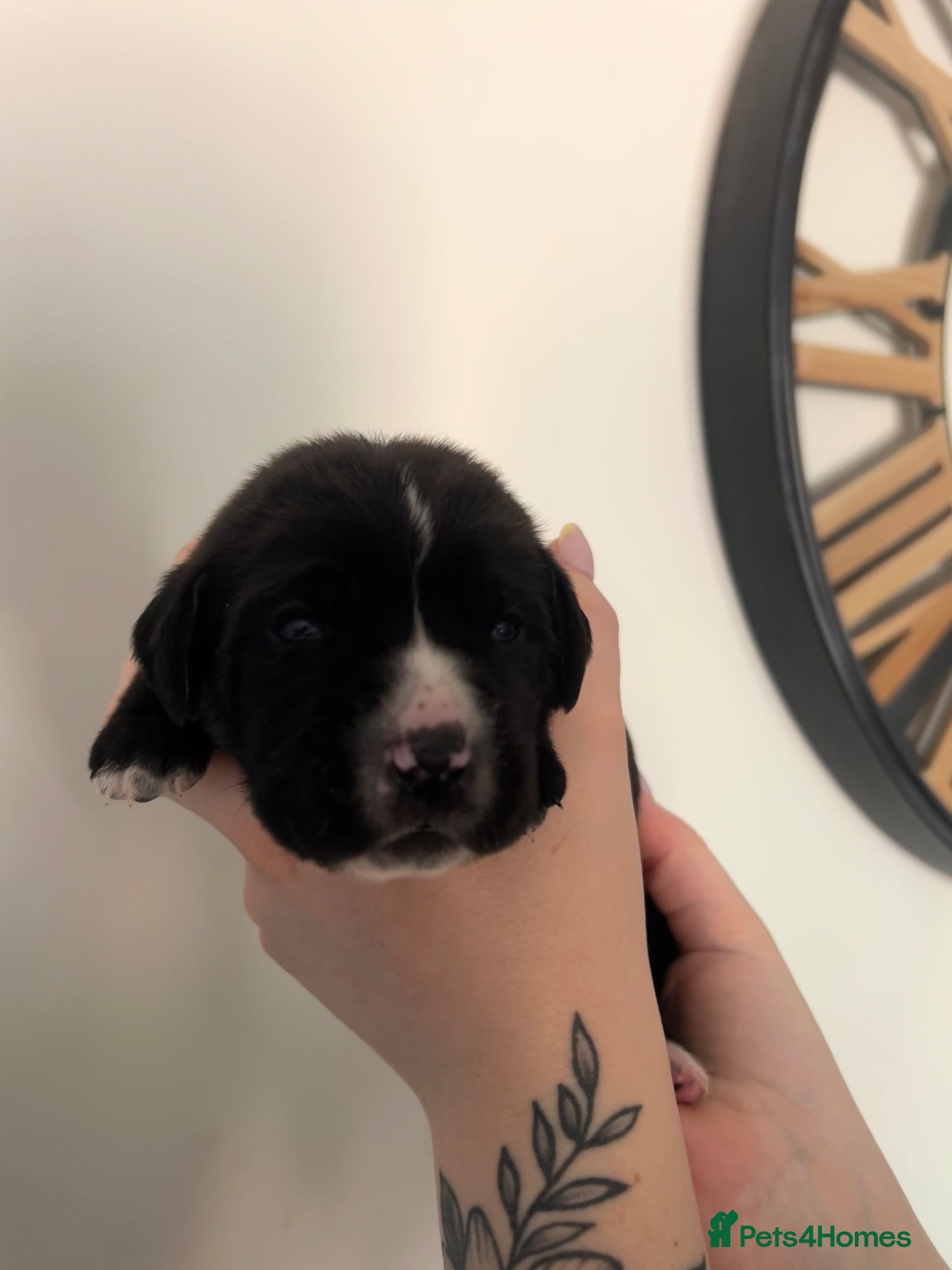 Mixed Breed dogs 12 puppies ready for their new homes in 7 weeks  - Advert 13