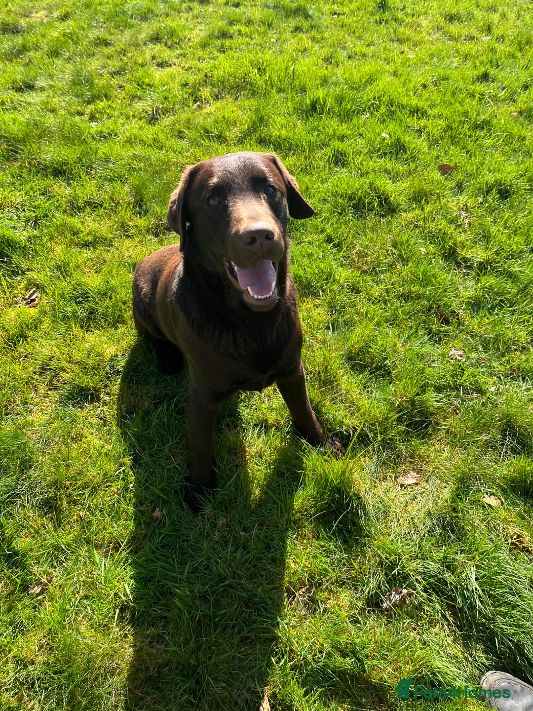 Labrador Retriever dogs for sale: 0/0 hips health tested KC chunky chocolate 🐶  - Advert 9