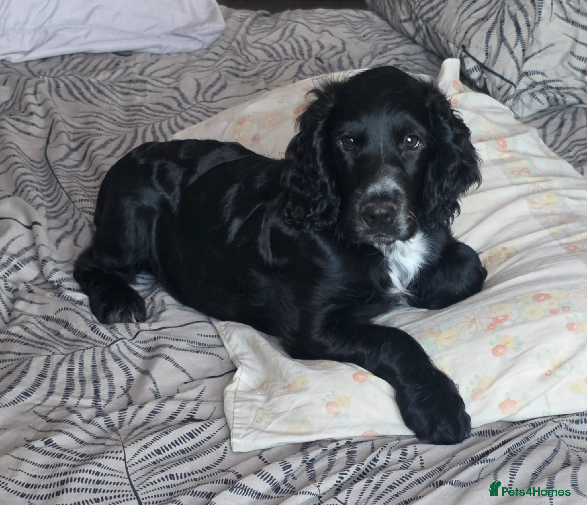 Cocker Spaniel dogs 1 beautiful boy available  - Advert 5