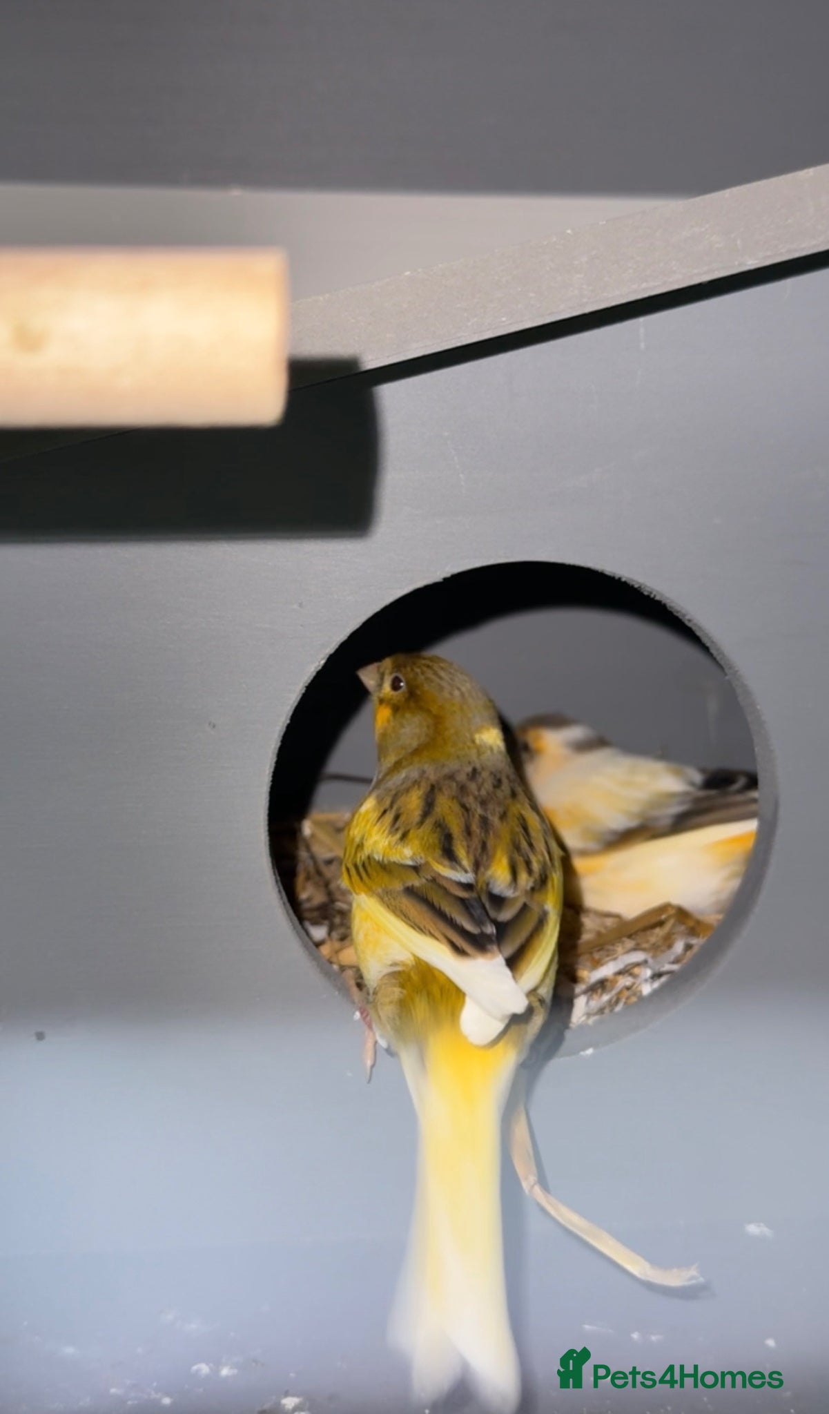 Canaries birds Canarys  - Advert 12