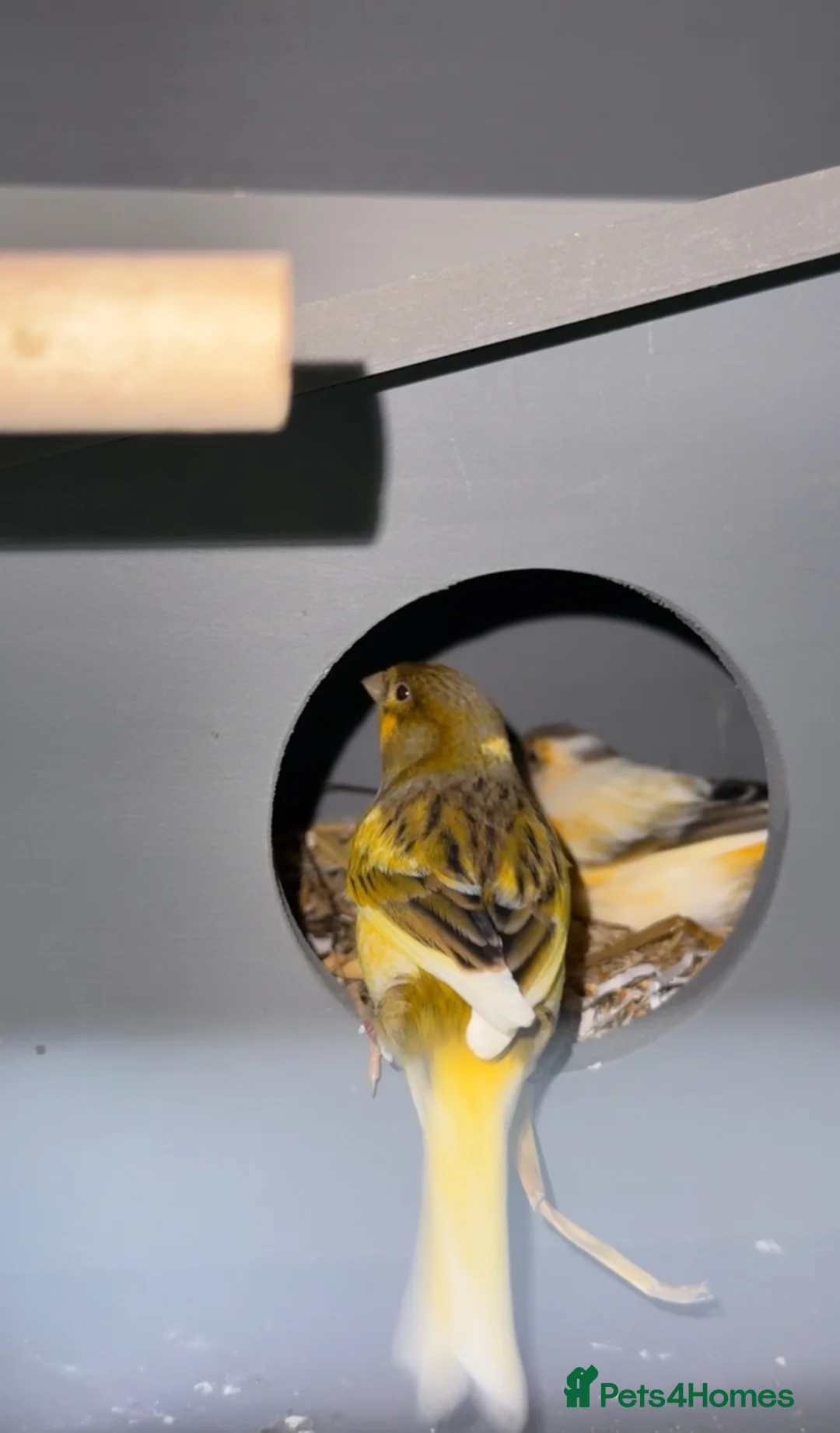 Canaries birds for sale: Canarys  in Canterbury - Advert 1