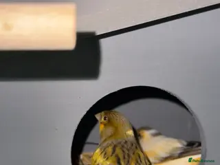 Canaries birds Canarys - Advert 1