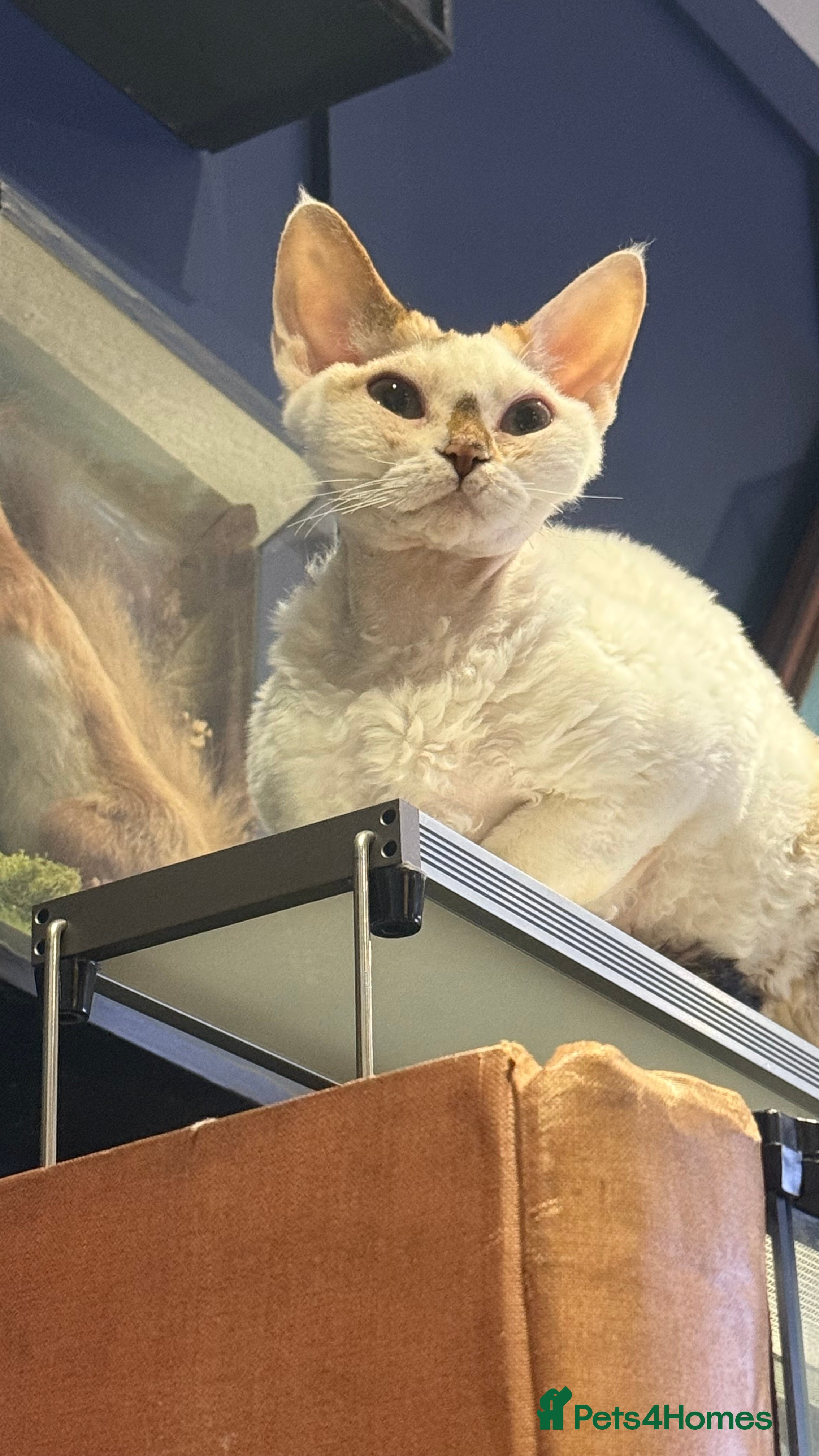 Devon Rex cats Adult champions Active registered GCCF - Advert 4