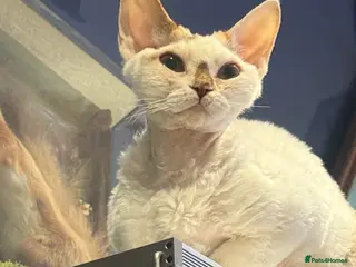 Devon Rex cats Adult champions Active registered GCCF - Advert 1