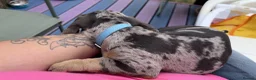 Dachshund dogs for sale: Beautiful boy remi - Advert 7