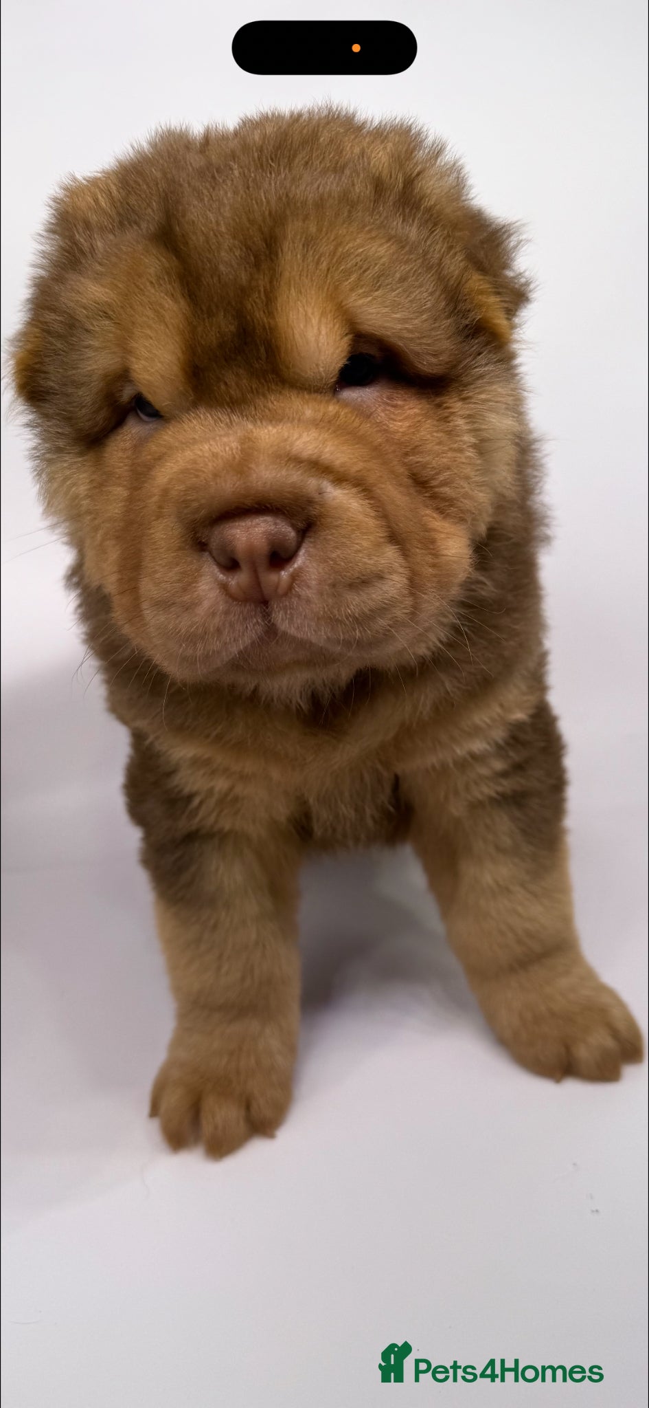 Shar Pei dogs for sale: Bear Coat Shar Pei KC Registered  - Advert 7