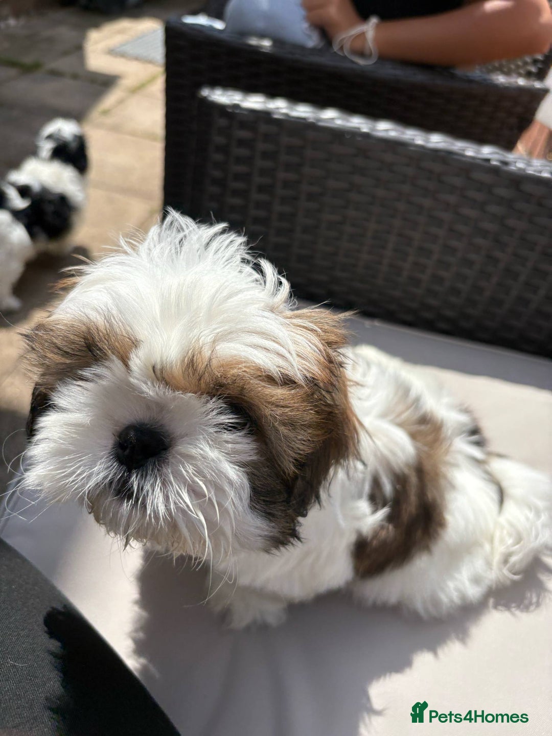 Shih Tzu dogs for sale: Puppies Shih tzu  in Peterborough - Image 15